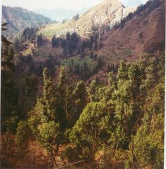 Mountain view