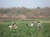 Women working in field