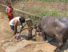 Healthy cow, purchased with 2004 loan