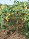 Vertical gardening view 2
