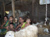 People, cows and sheep